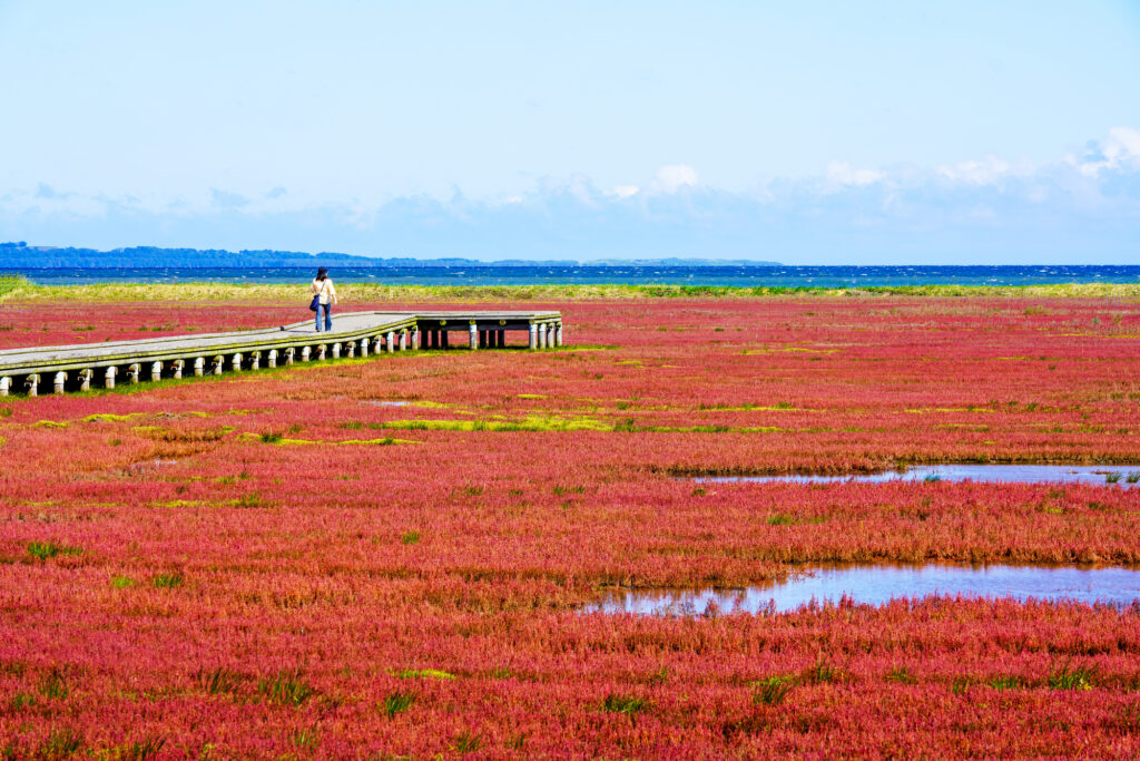 Hokkaido Lake Notoro - Coral Grass