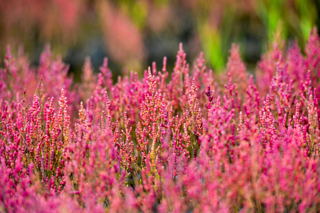 Hokkaido Lake Notoro - Coral Grass