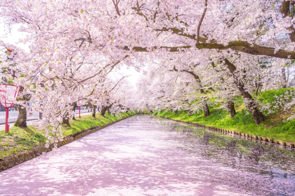 Aomori - Cherry Blossoms In Hirosaki Park