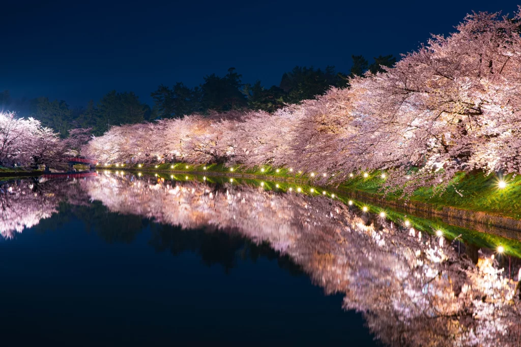 Aomori - Cherry Blossoms In Hirosaki Park - at night