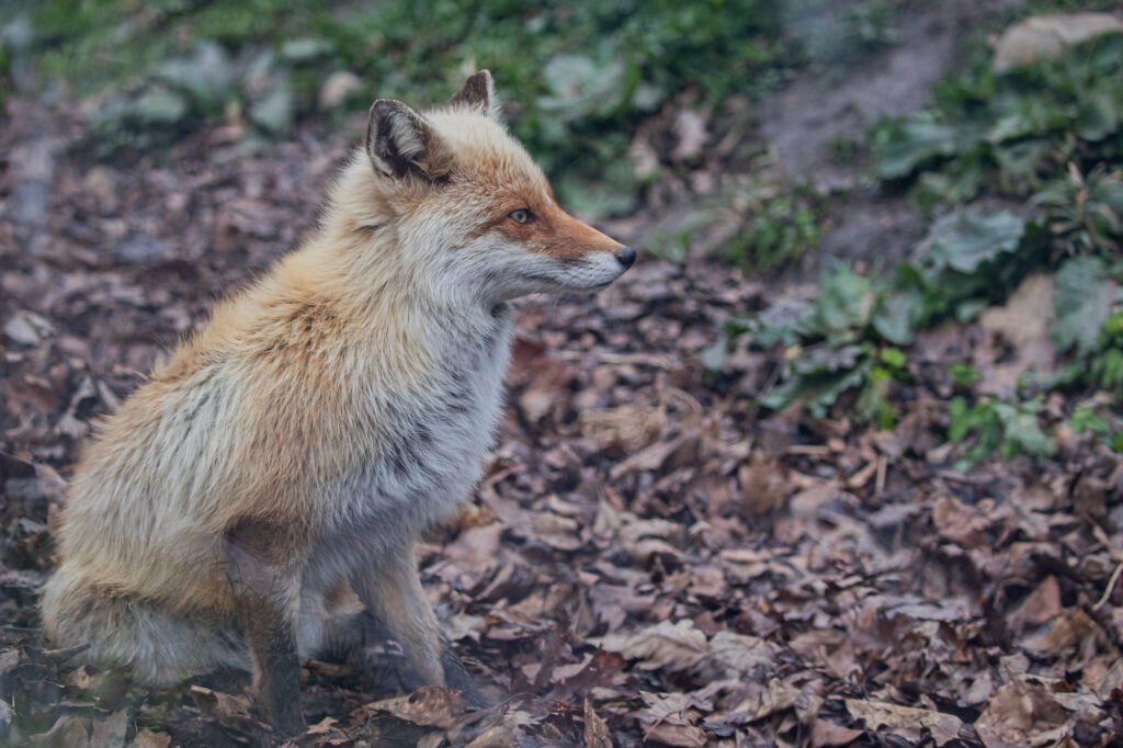 Hokkaido Asahiyama Zoo - Fox