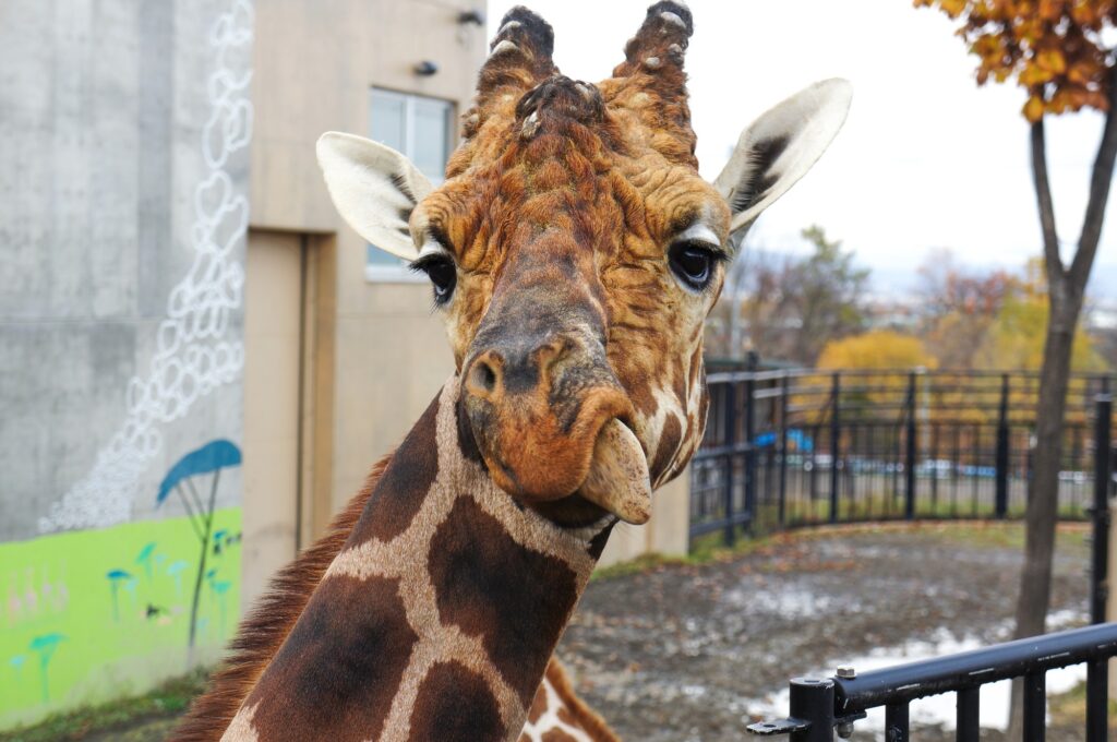 Hokkaido Asahiyama Zoo - Giraffe