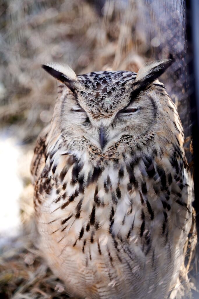 Hokkaido Asahiyama Zoo - Owl