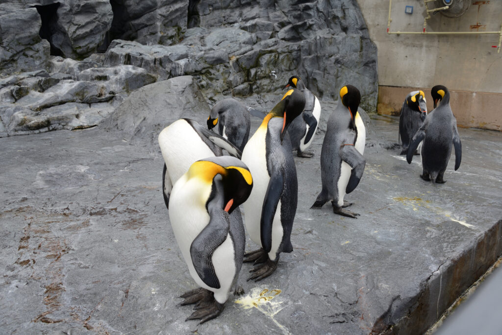 Hokkaido Asahiyama Zoo - Penguin