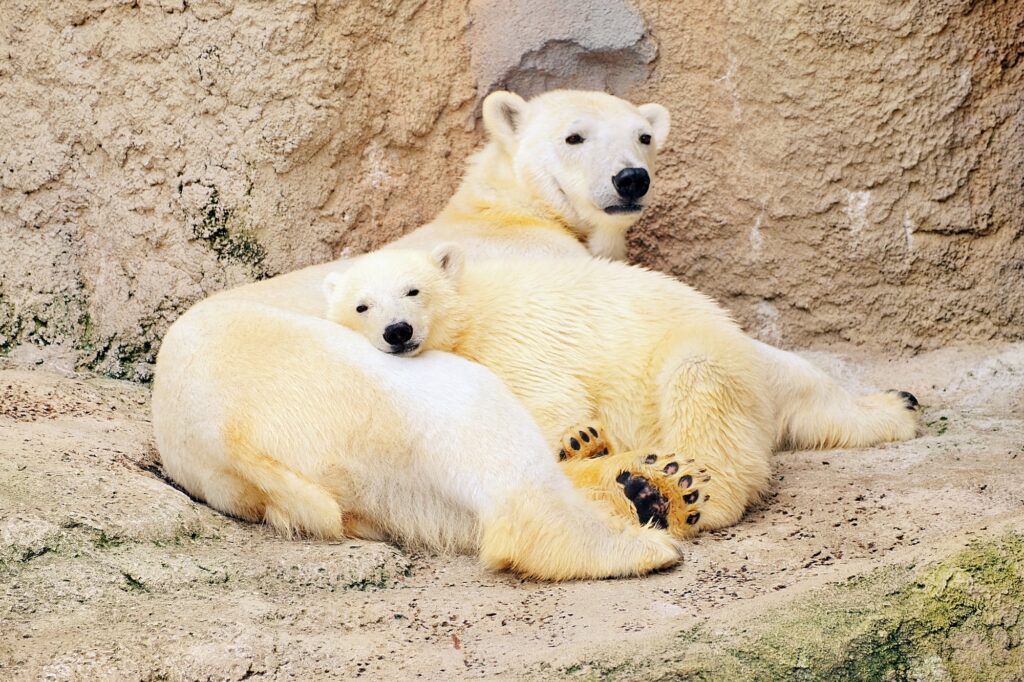 Hokkaido Asahiyama Zoo - Polar Bear