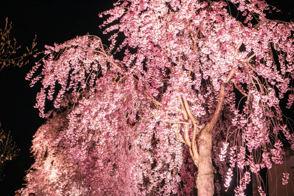 Fukushima Kitakata -Nichinchu Line Weeping Cherry Trees