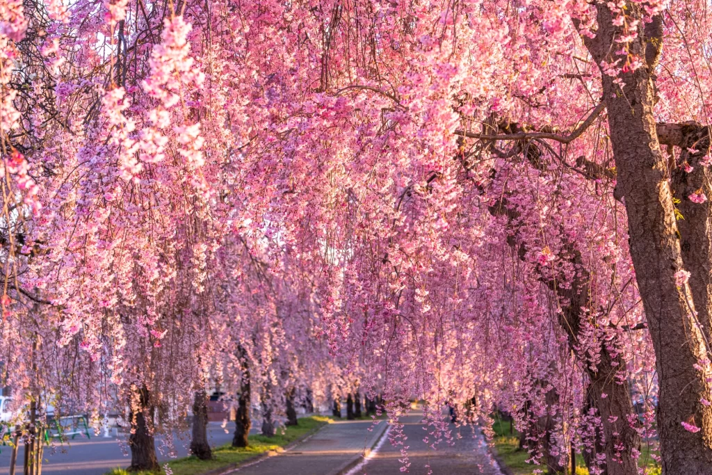 Fukushima Kitakata - Nichinchu Line Weeping Cherry Trees