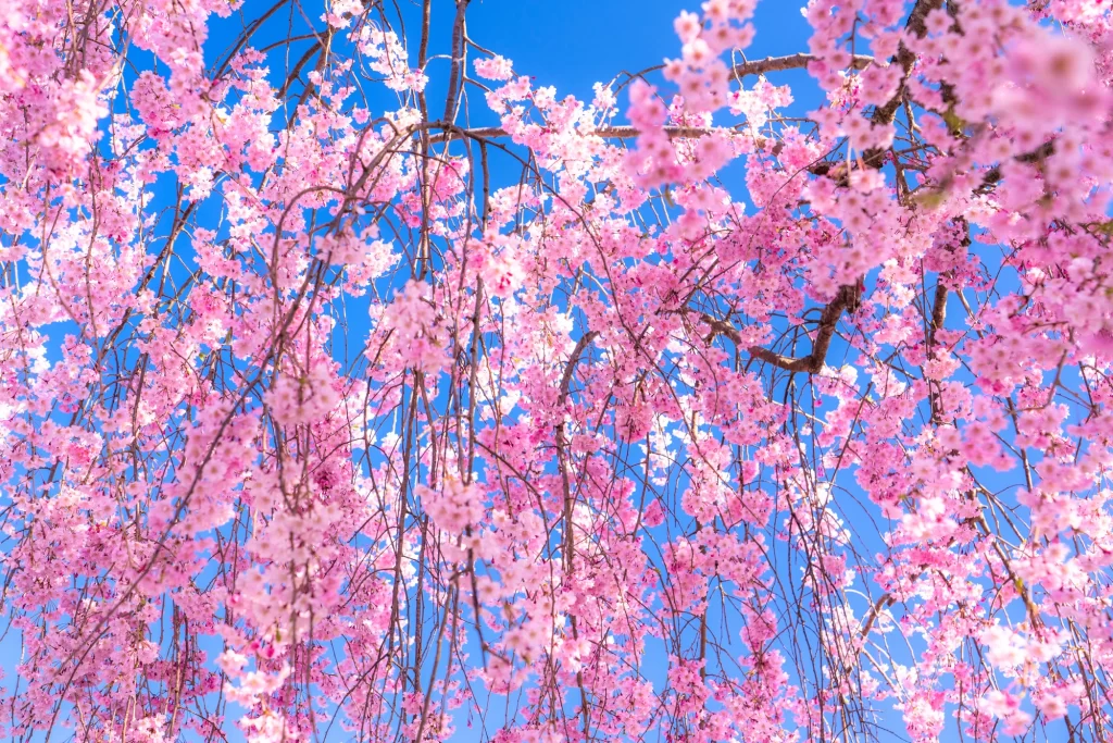 Fukushima Kitakata -Nichinchu Line Weeping Cherry Trees