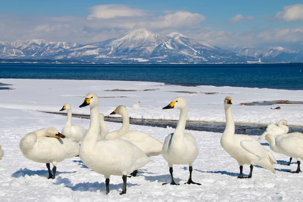 Fukushima - Lake Inawashiro - Swan