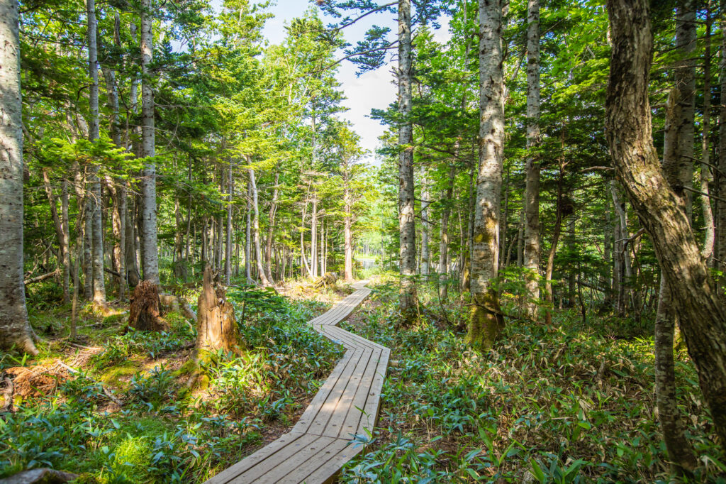 Hokkaido Shiretoko - Goko lakes - Forest