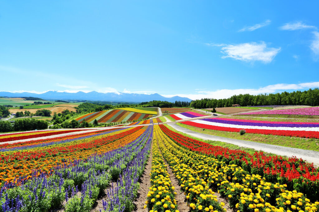 Hokkaido - Biei Hills