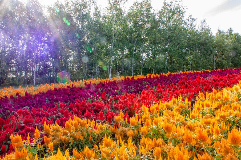 Hokkaido - Biei Hills