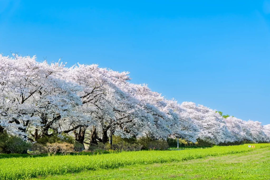 Iwate - Kitakami Tenshochi Cherry Blossom Trees