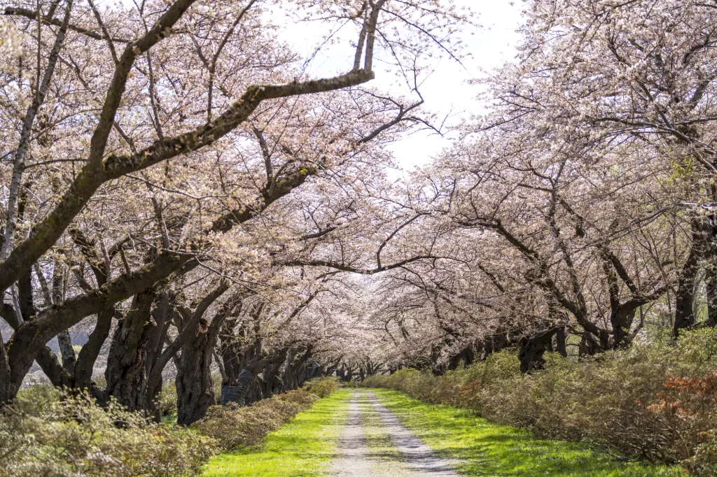 Iwate - Kitakami Tenshochi Cherry Blossom Trees