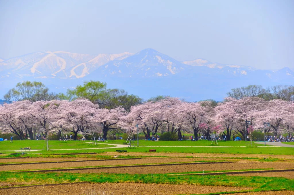 Iwate - Kitakami Tenshochi Cherry Blossom Trees