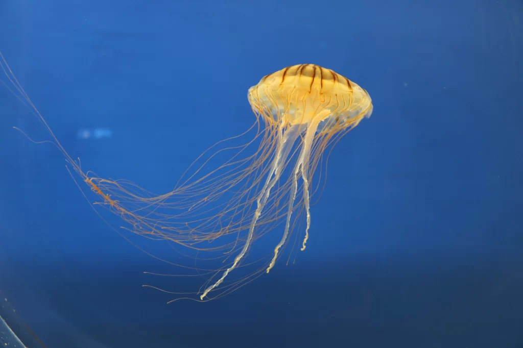 Sendai - Uminomori Aquarium - Jellyfish