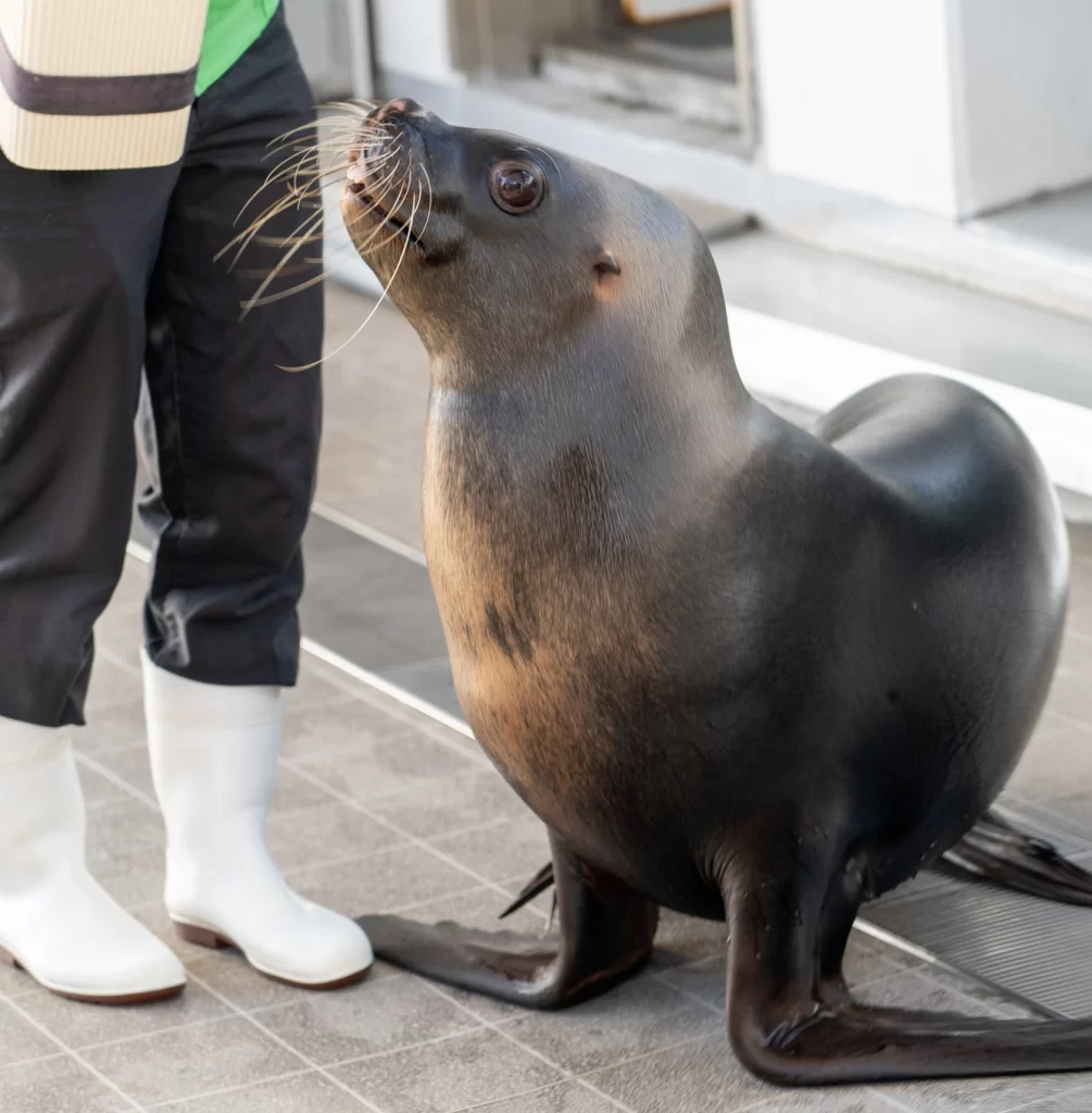 Sendai - Uminomori Aquarium - Sea ​​Lion
