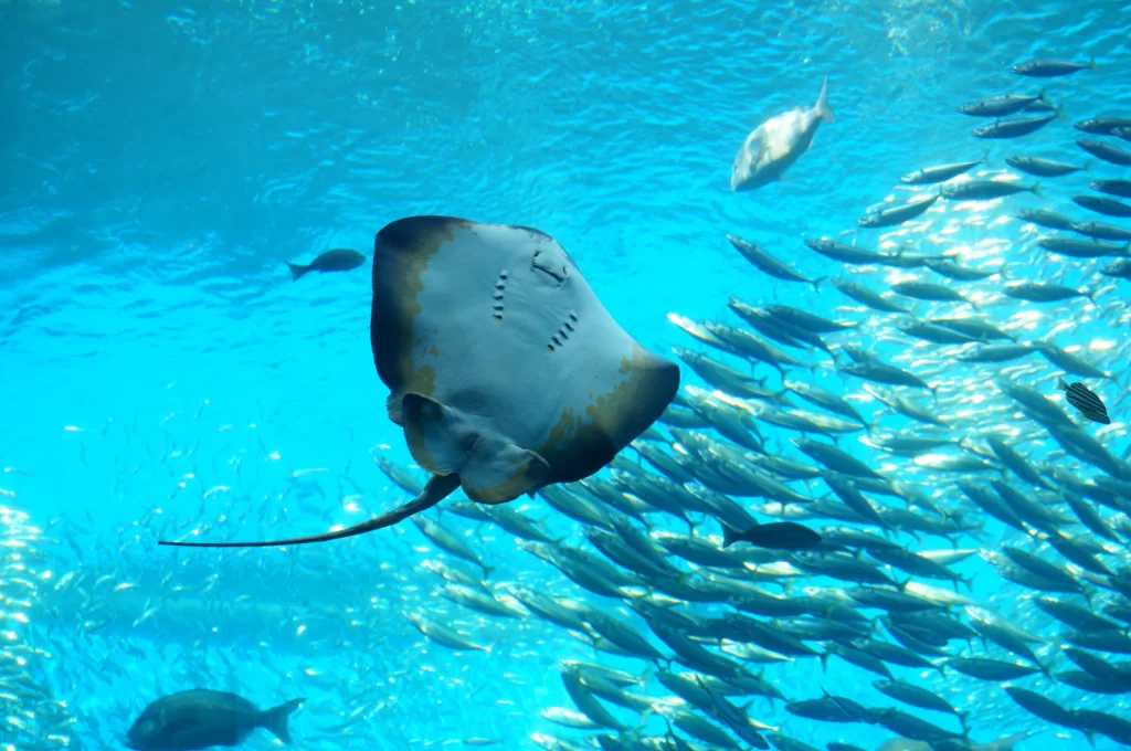 Sendai - Uminomori Aquarium - Stingray