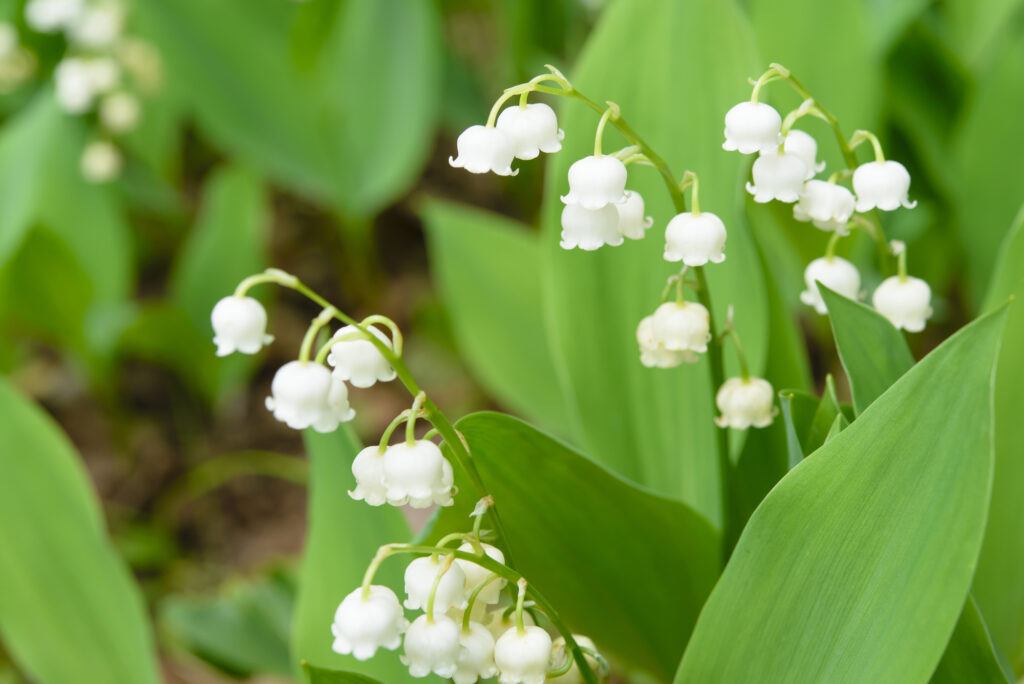 Hokkaido - Takino Suzuran Hillside Park - Lily Of The Valley