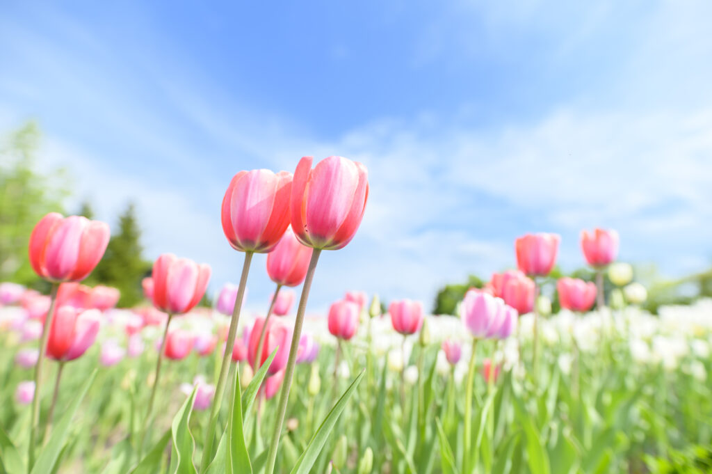 Hokkaido - Takino Suzuran Hillside Park - Tulip
